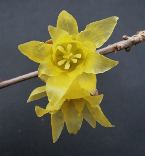 Cold-tolerant Chimonanthus praecox cultivars