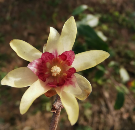 Cold-tolerant Chimonanthus praecox cultivars
