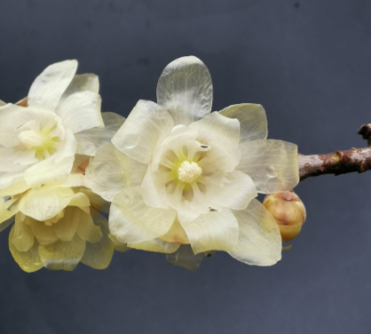 Cold-tolerant Chimonanthus praecox cultivars
